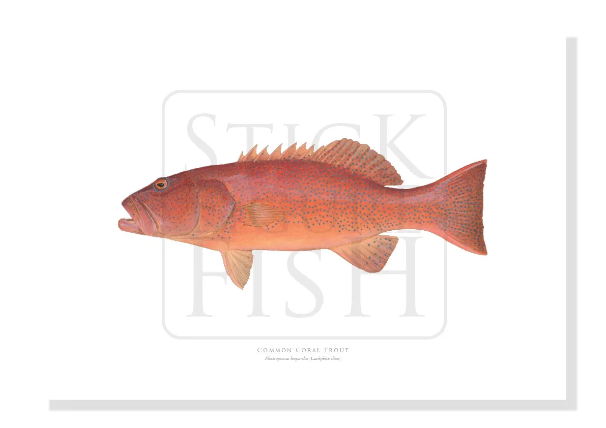Common Coral Trout, Plectropomus leopardus (Lacépède, 1801) - Fine Art Print
