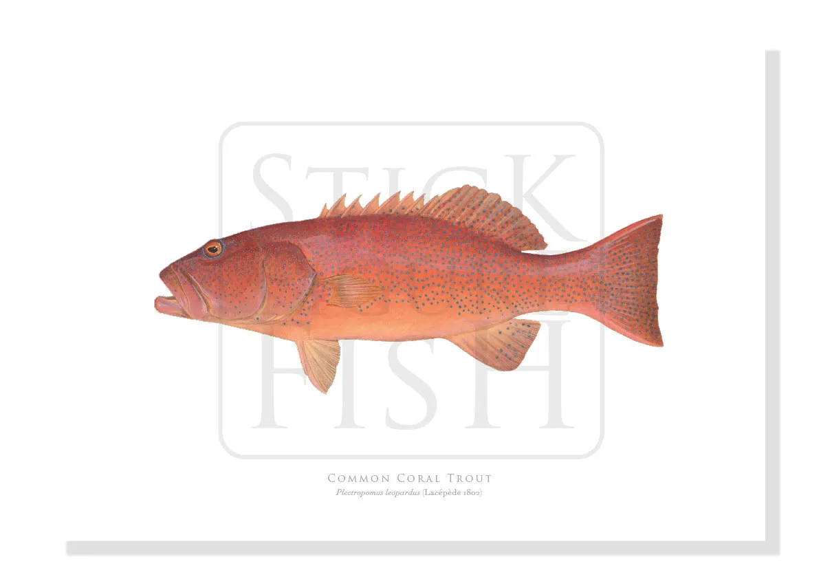 Common Coral Trout, Plectropomus leopardus (Lacépède, 1801) - Fine Art Print
