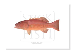 Common Coral Trout, Plectropomus leopardus (Lacépède, 1801) - Fine Art Print