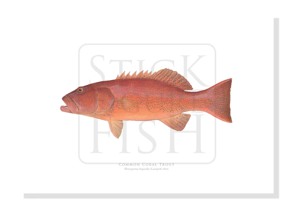 Common Coral Trout, Plectropomus leopardus (Lacépède, 1801) - Fine Art Print