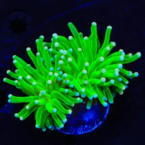 Hulk Torch Coral