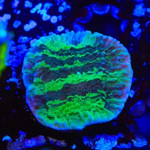 JF Cold Fusion Grafted Premium Montipora Coral