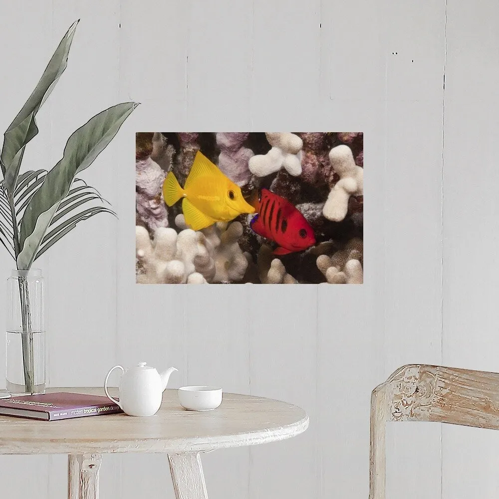 "A Yellow Tang and a Flame Angelfish on a tropical coral reef. Pacific Ocean" Poster Print - Multi