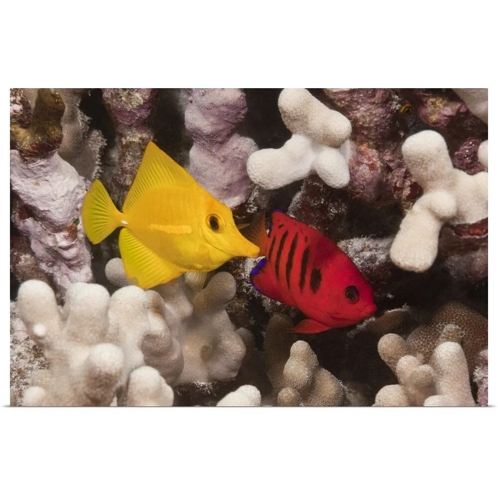 "A Yellow Tang and a Flame Angelfish on a tropical coral reef. Pacific Ocean" Poster Print - Multi