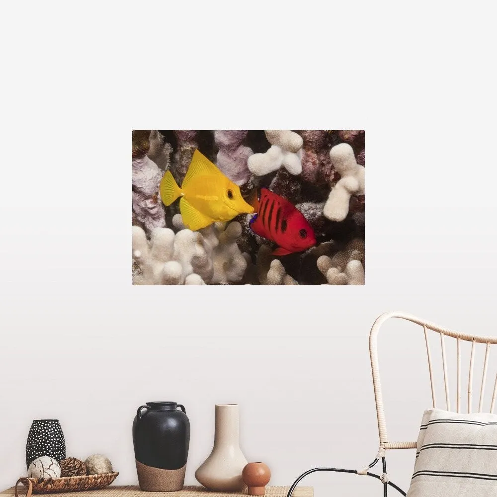 "A Yellow Tang and a Flame Angelfish on a tropical coral reef. Pacific Ocean" Poster Print - Multi