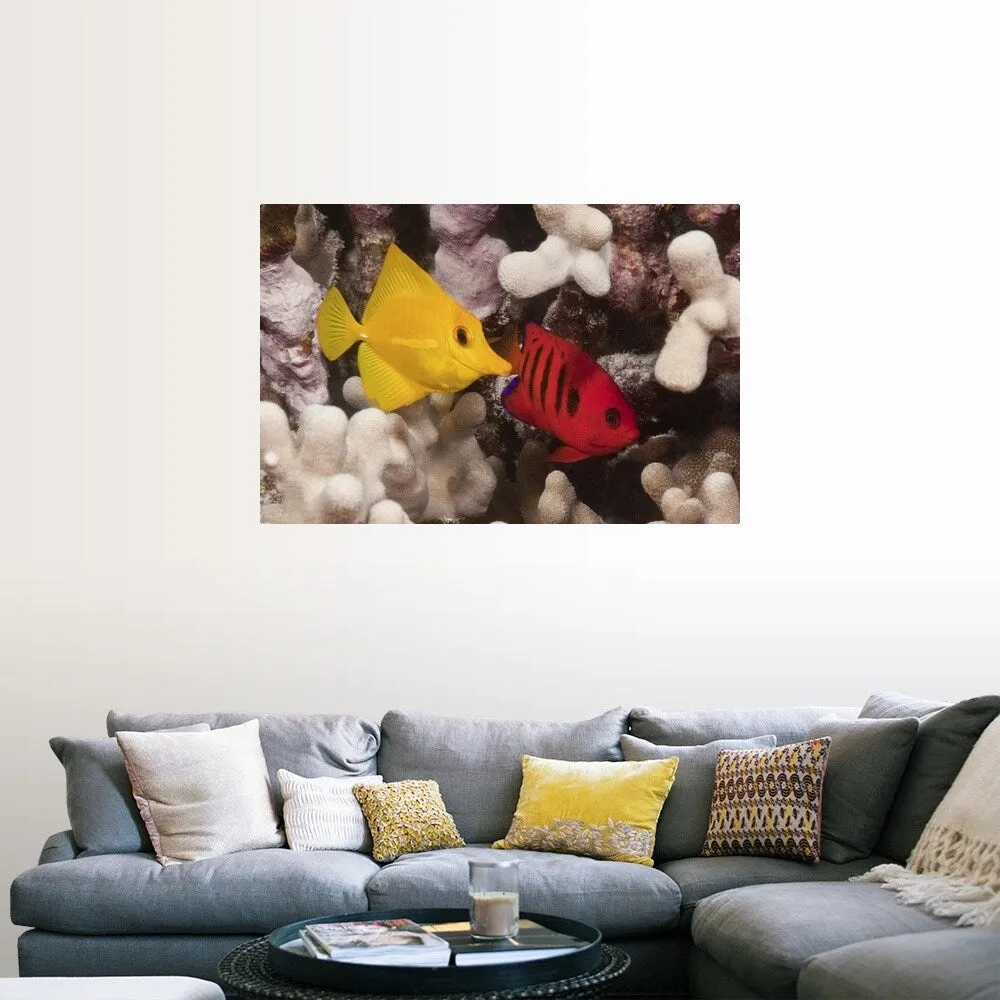 "A Yellow Tang and a Flame Angelfish on a tropical coral reef. Pacific Ocean" Poster Print - Multi