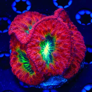 Rainbow Sunset Blastomussa Colony Coral