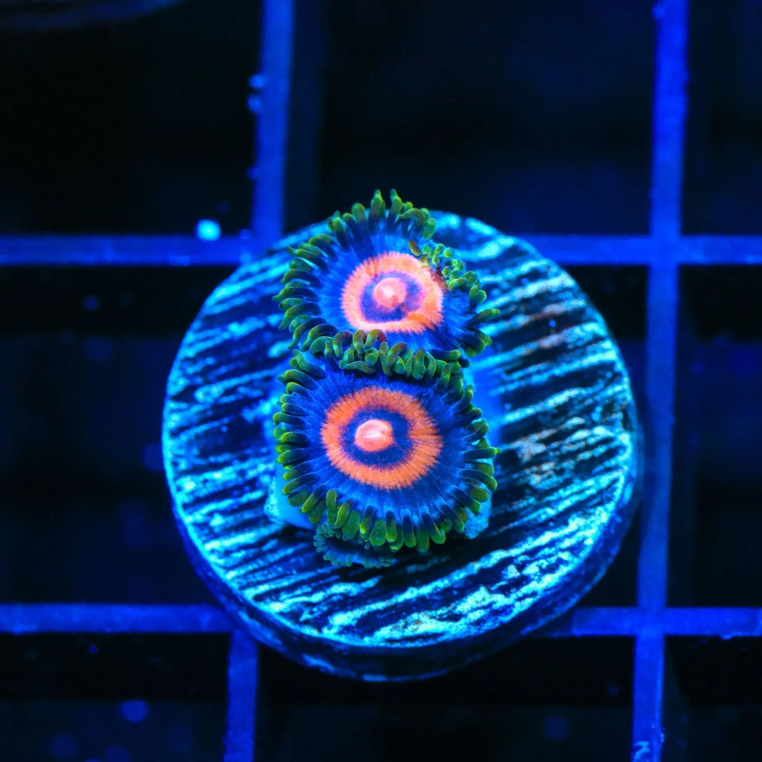 Supergirls Zoanthids Coral