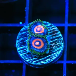 Supergirls Zoanthids Coral