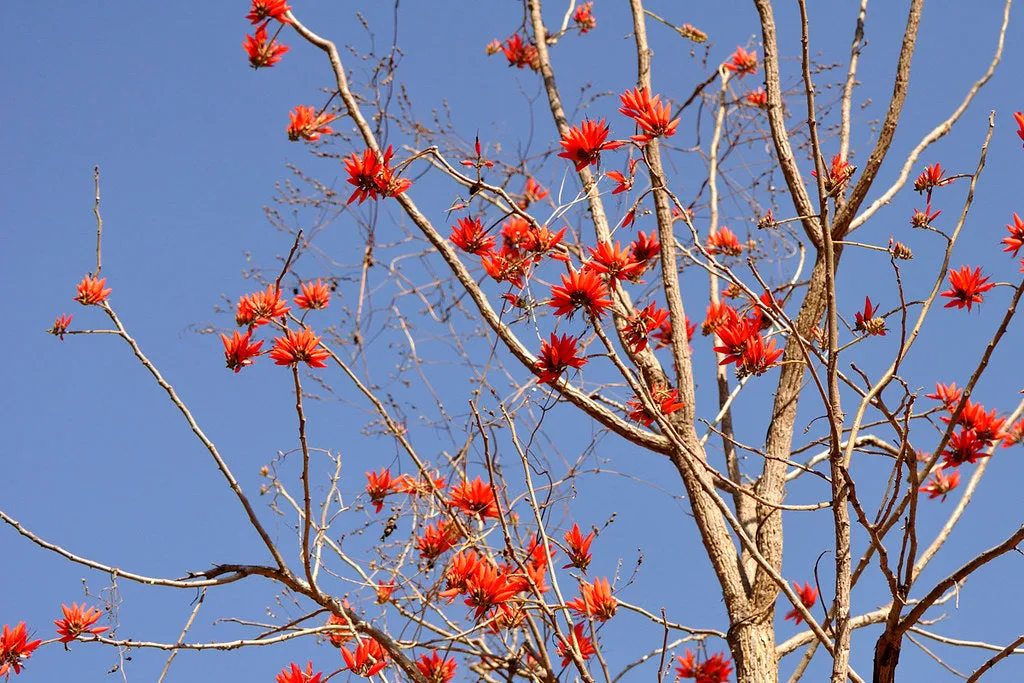 Tiger's Claw Erythrina variegata 10 Seeds  USA Company