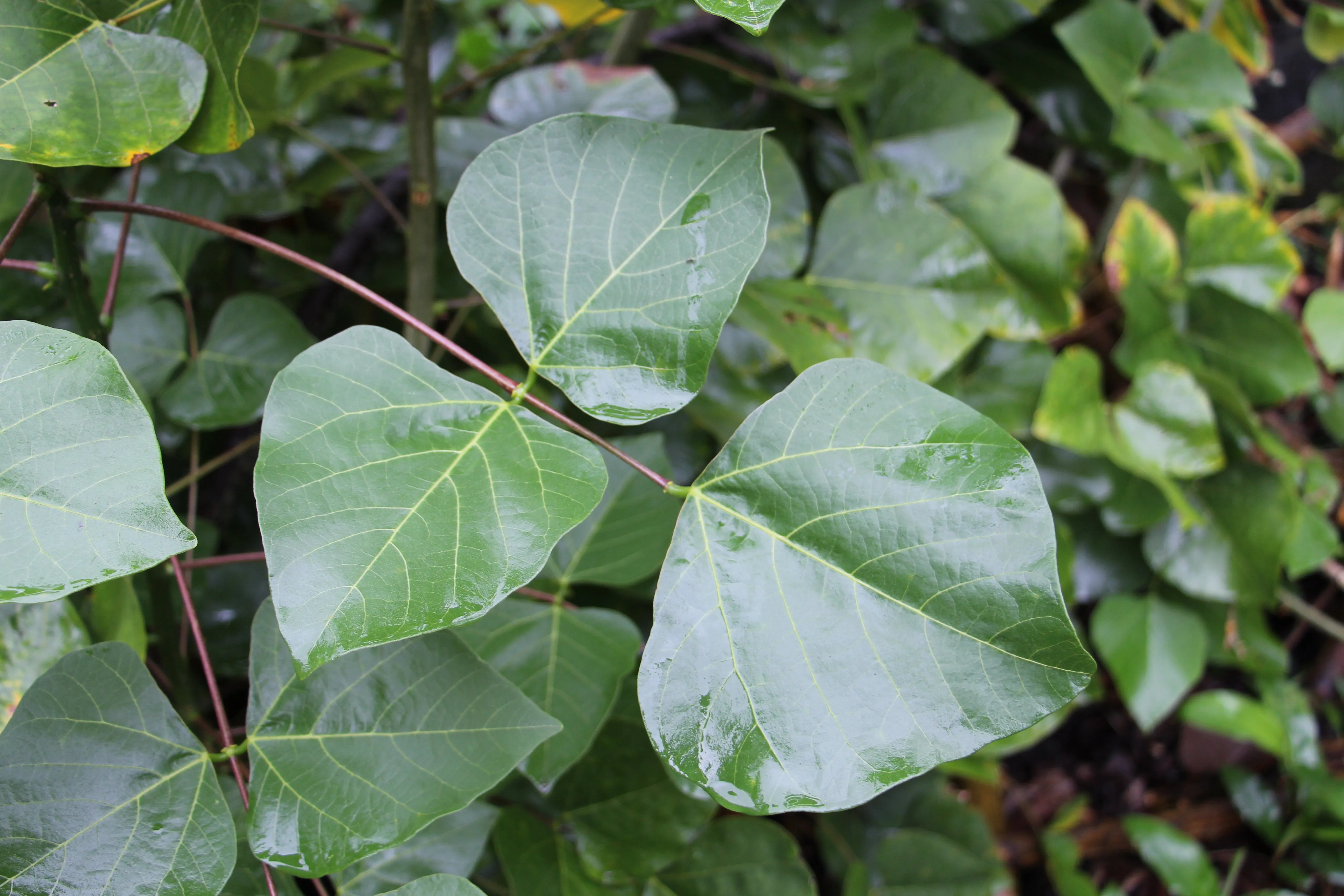 Tiger's Claw Erythrina variegata 10 Seeds  USA Company