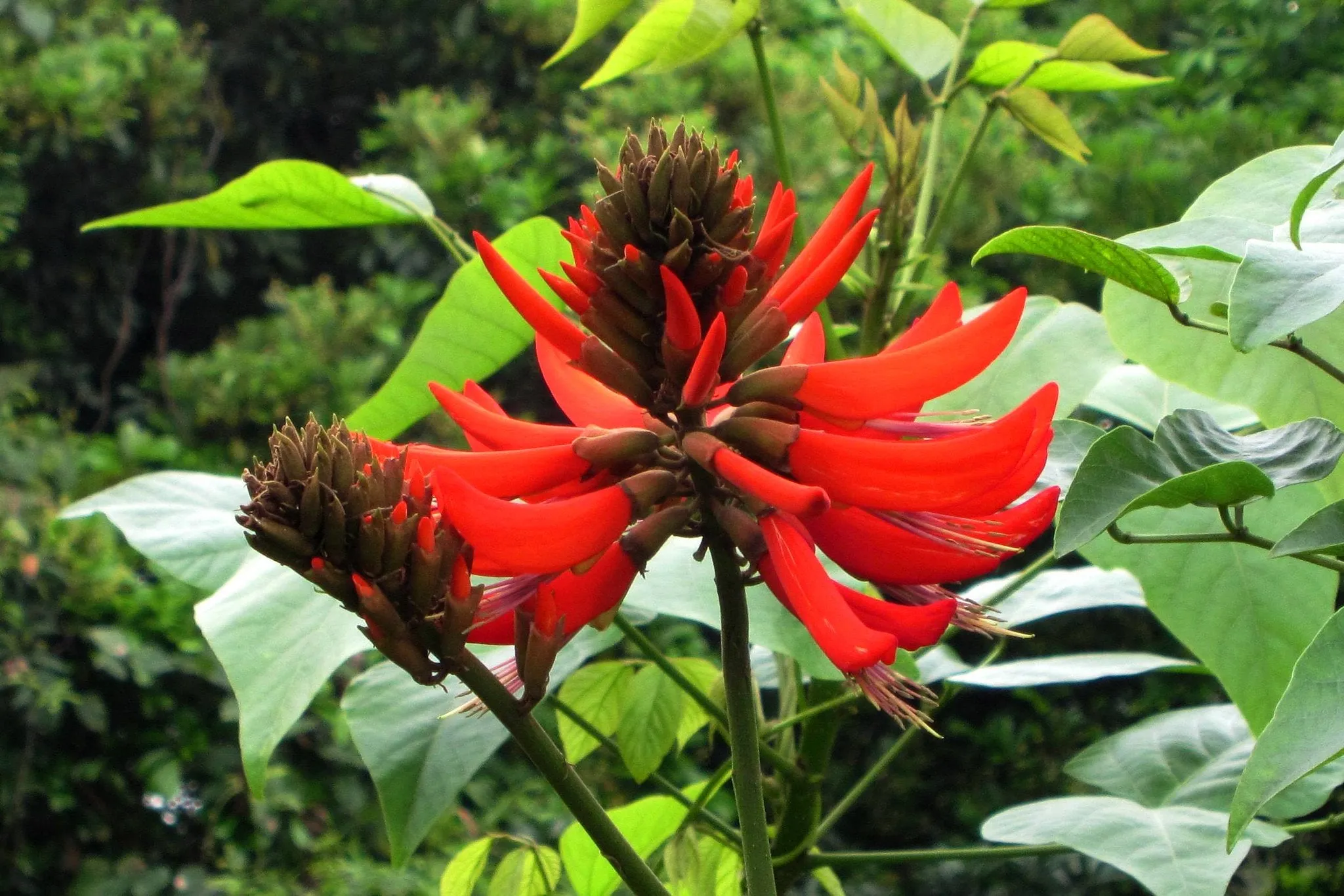 Tiger's Claw Erythrina variegata 10 Seeds  USA Company
