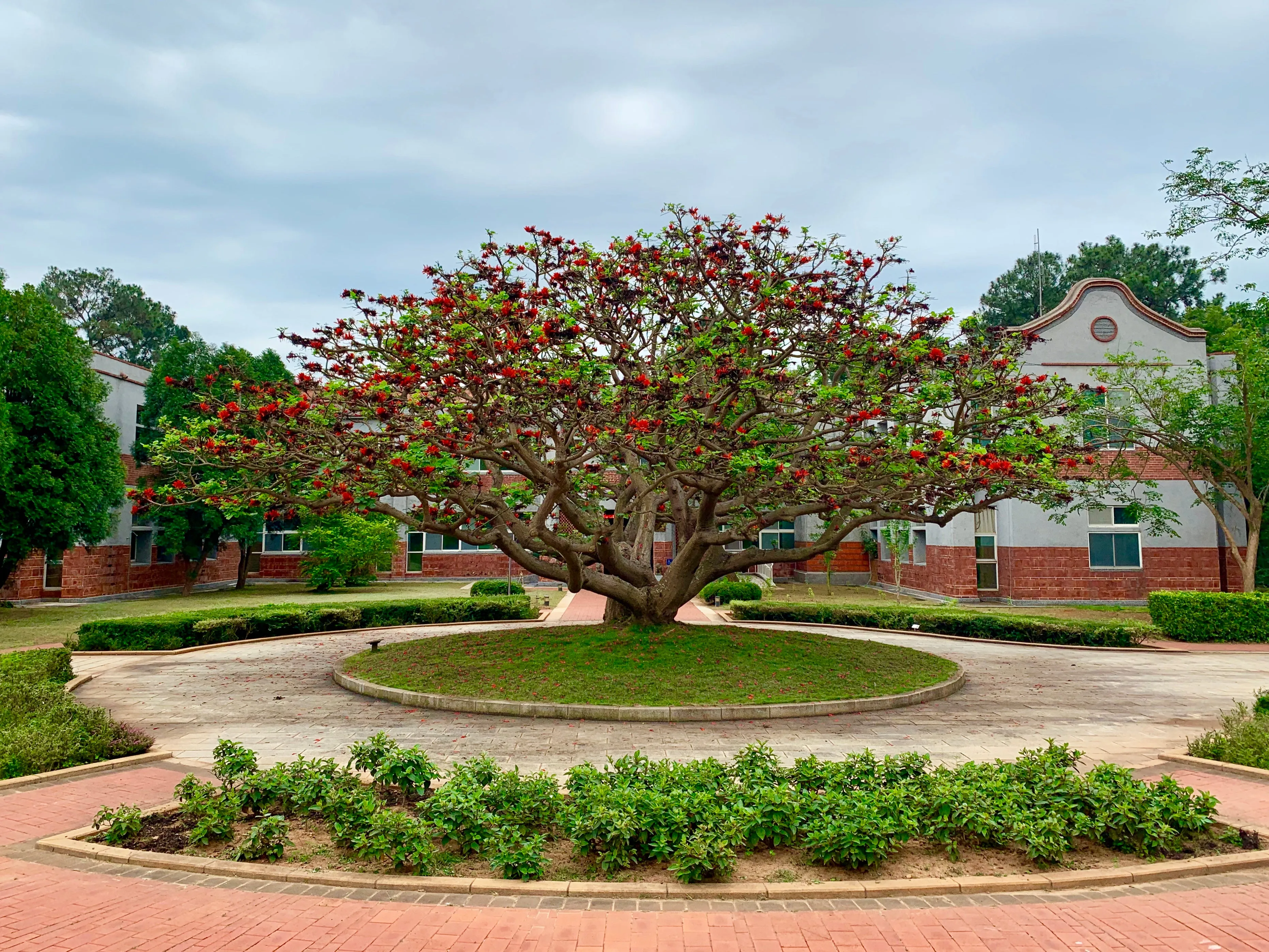 Tiger's Claw Erythrina variegata 10 Seeds  USA Company