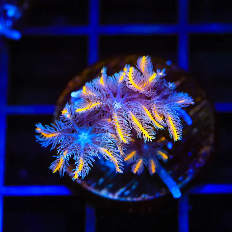 TSA Candy Corn Clove Polyp Coral