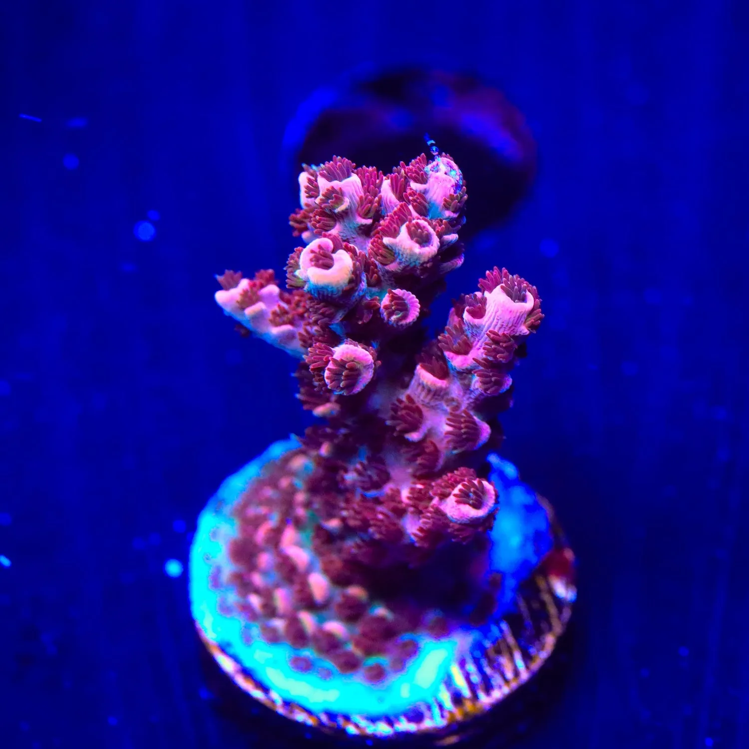 TSA Daydream Acropora Coral