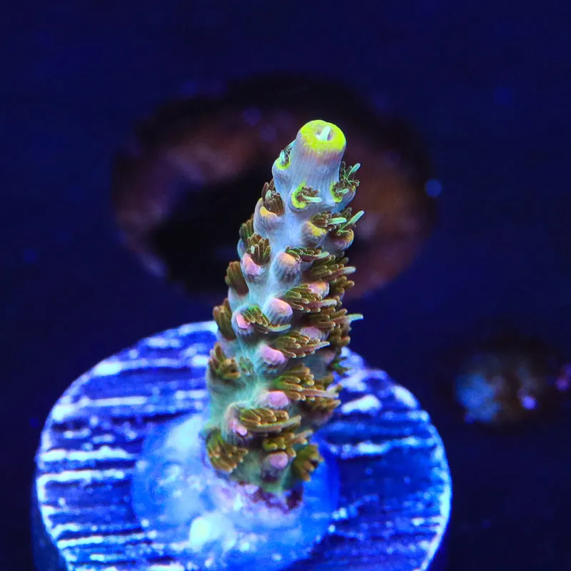 TSA Long Island Acropora Coral