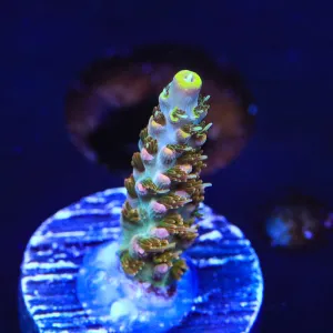 TSA Long Island Acropora Coral