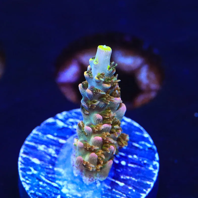 TSA Long Island Acropora Coral